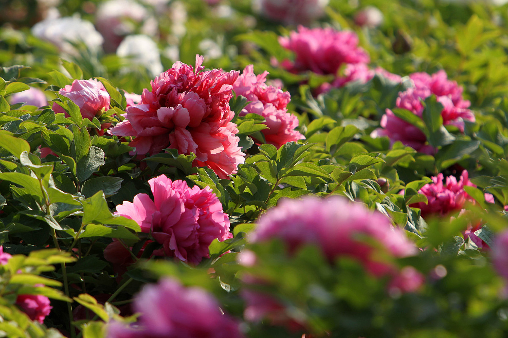  窗口期体能课后，埃因霍温临场应变备战德国杯，赛场秩序良好，更衣室氛围转暖
